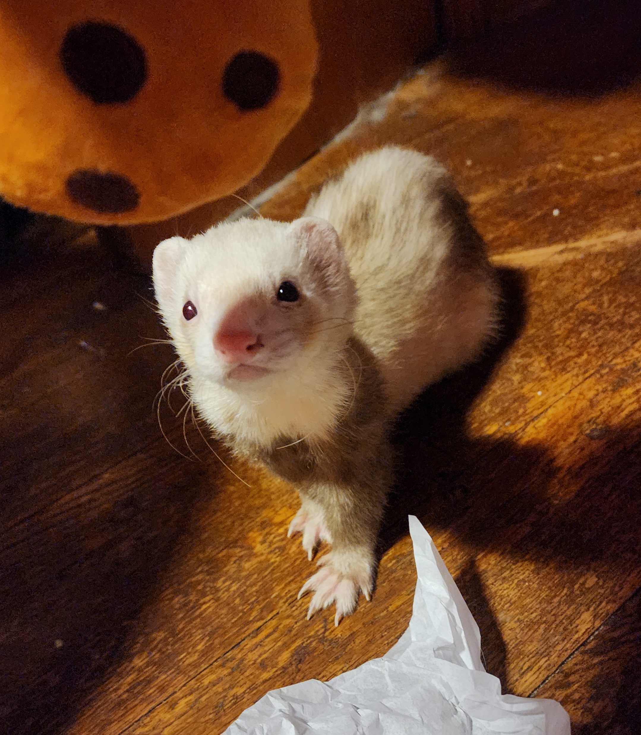 Bear