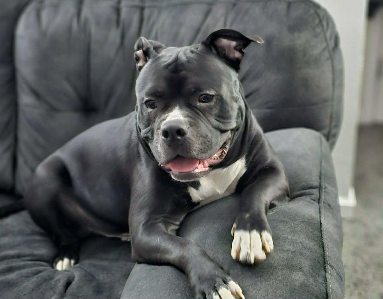 Bruno