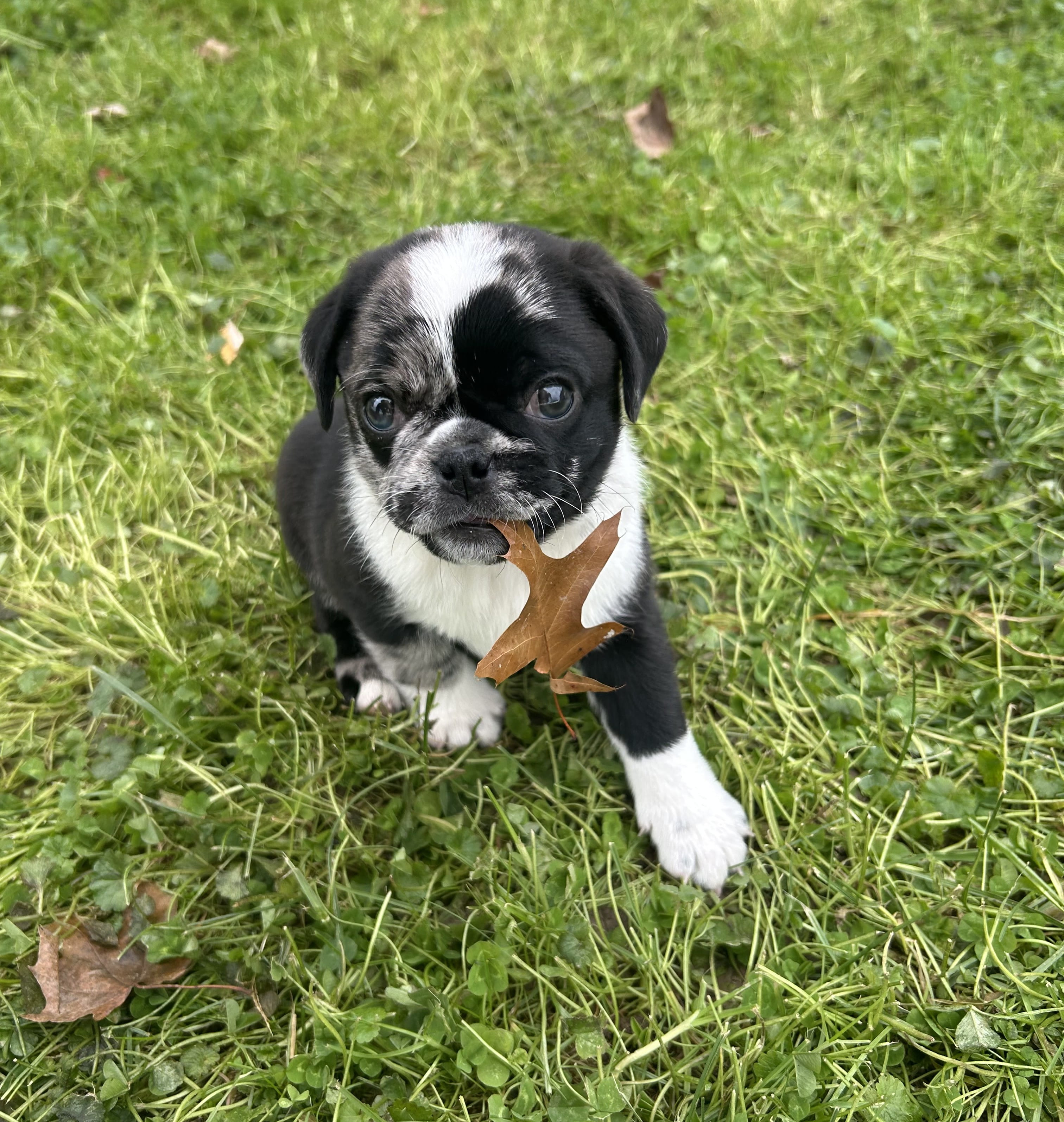 Buck
