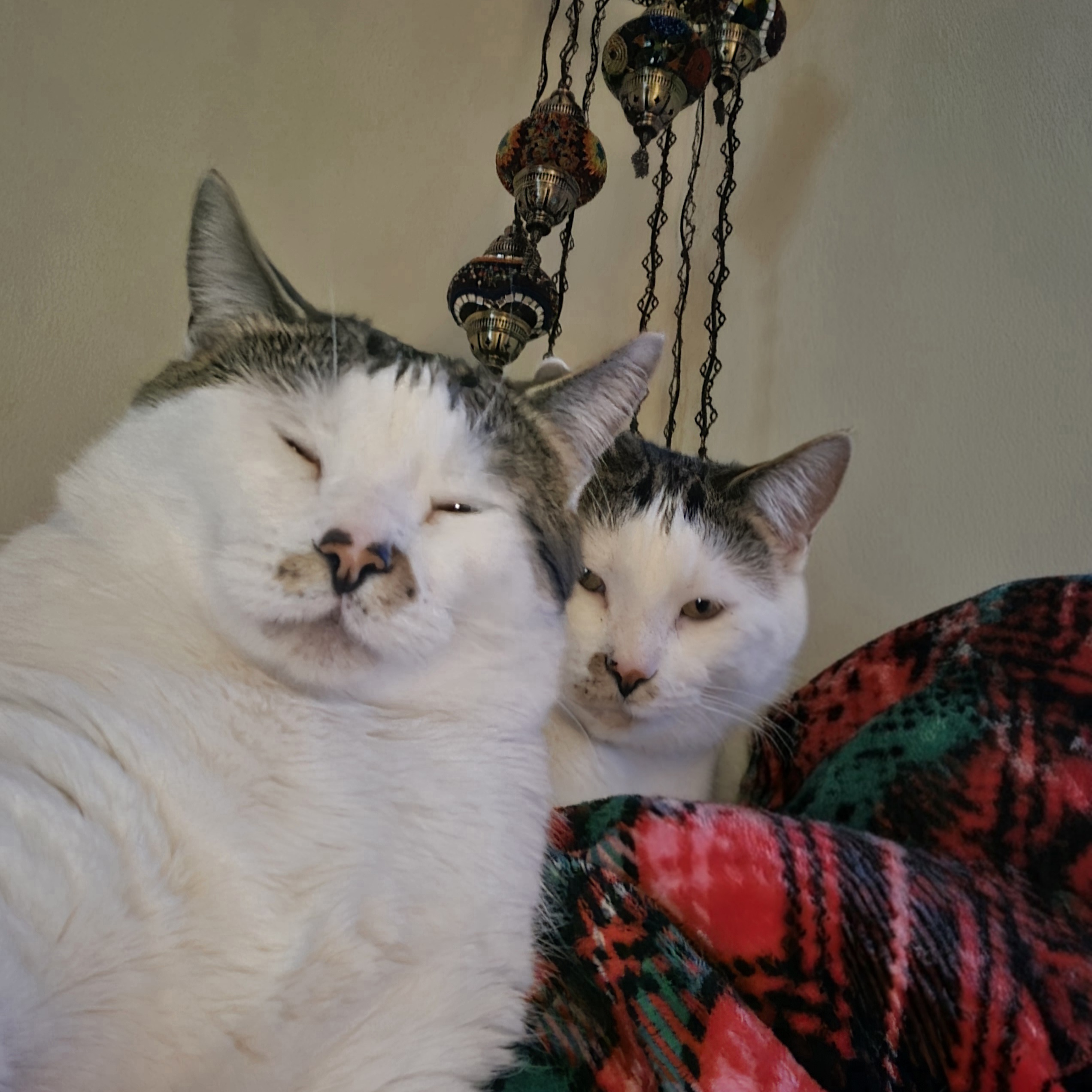 Frank & Beans