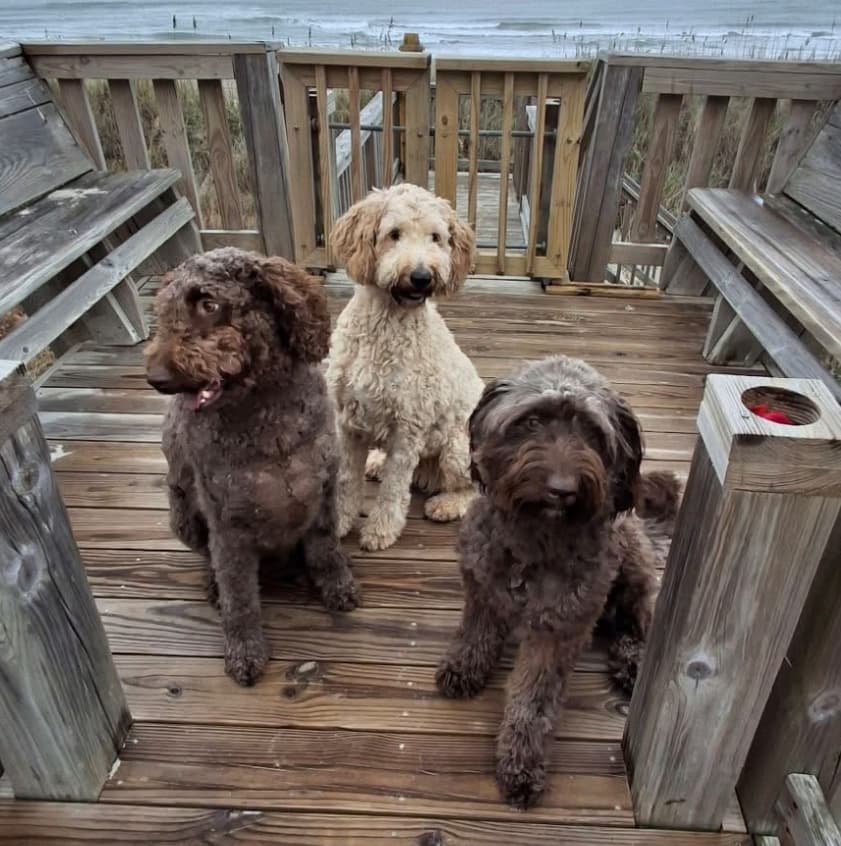 Harley, Murphy, Mocha Belle