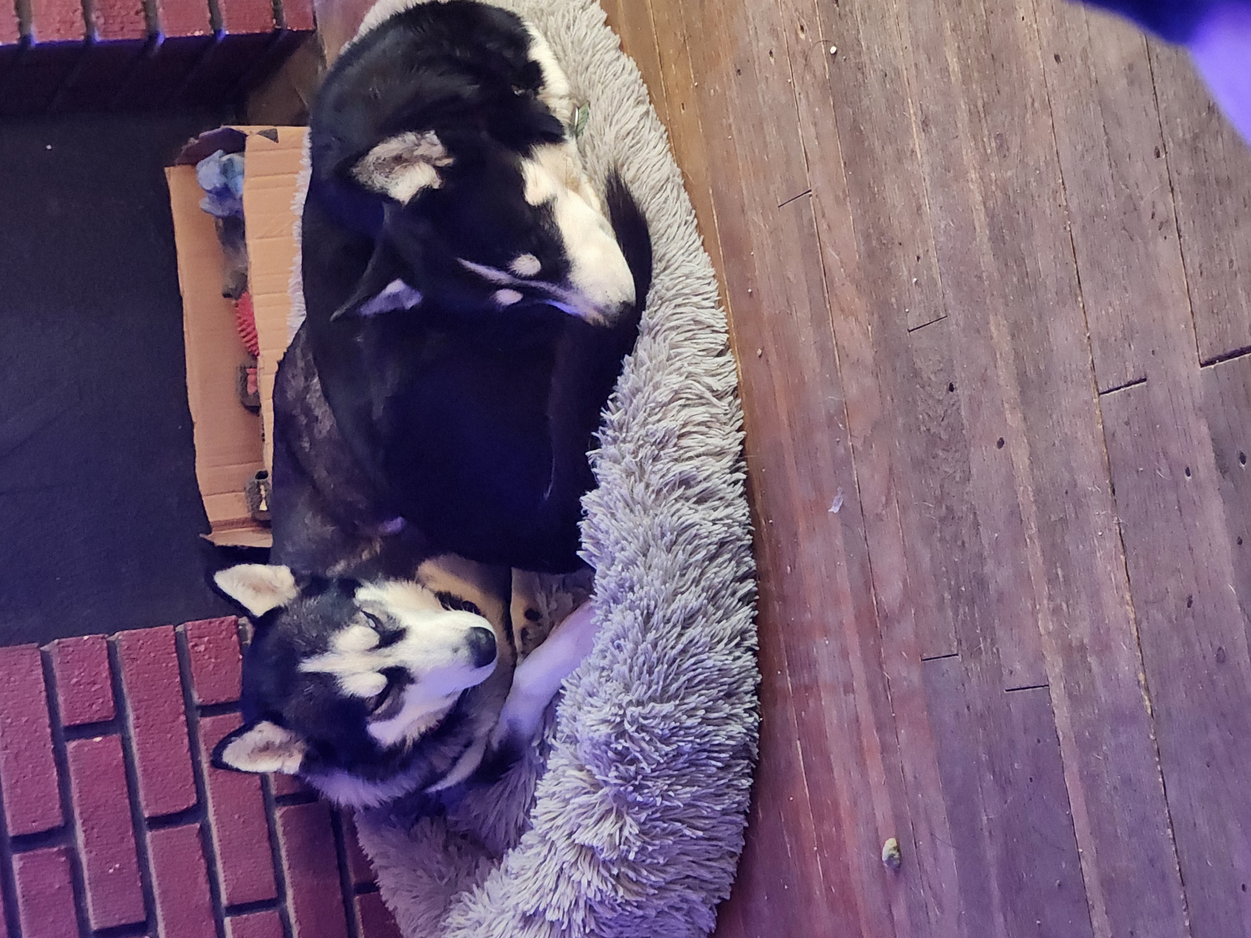 Kari & Ziva