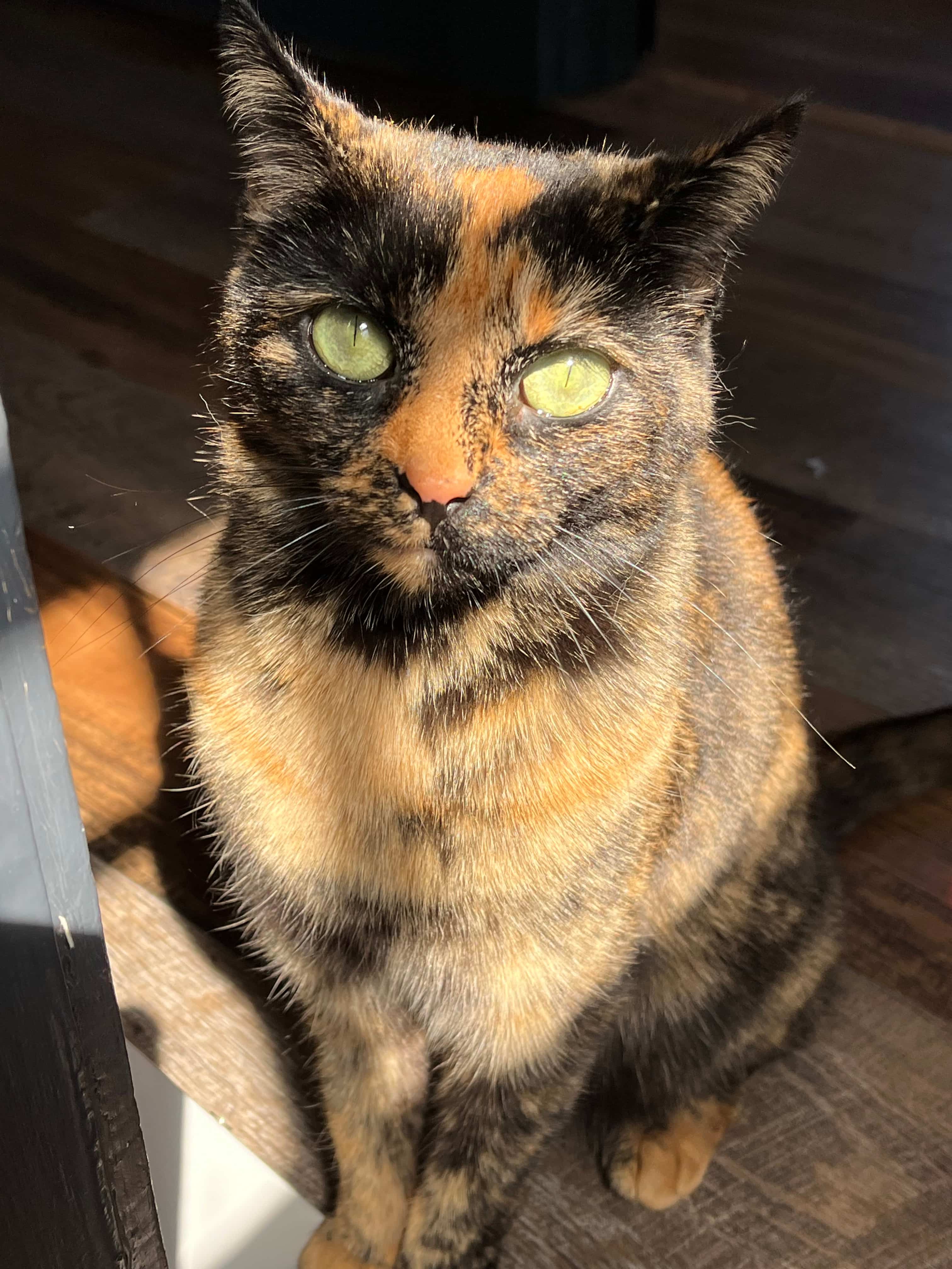 Kitty