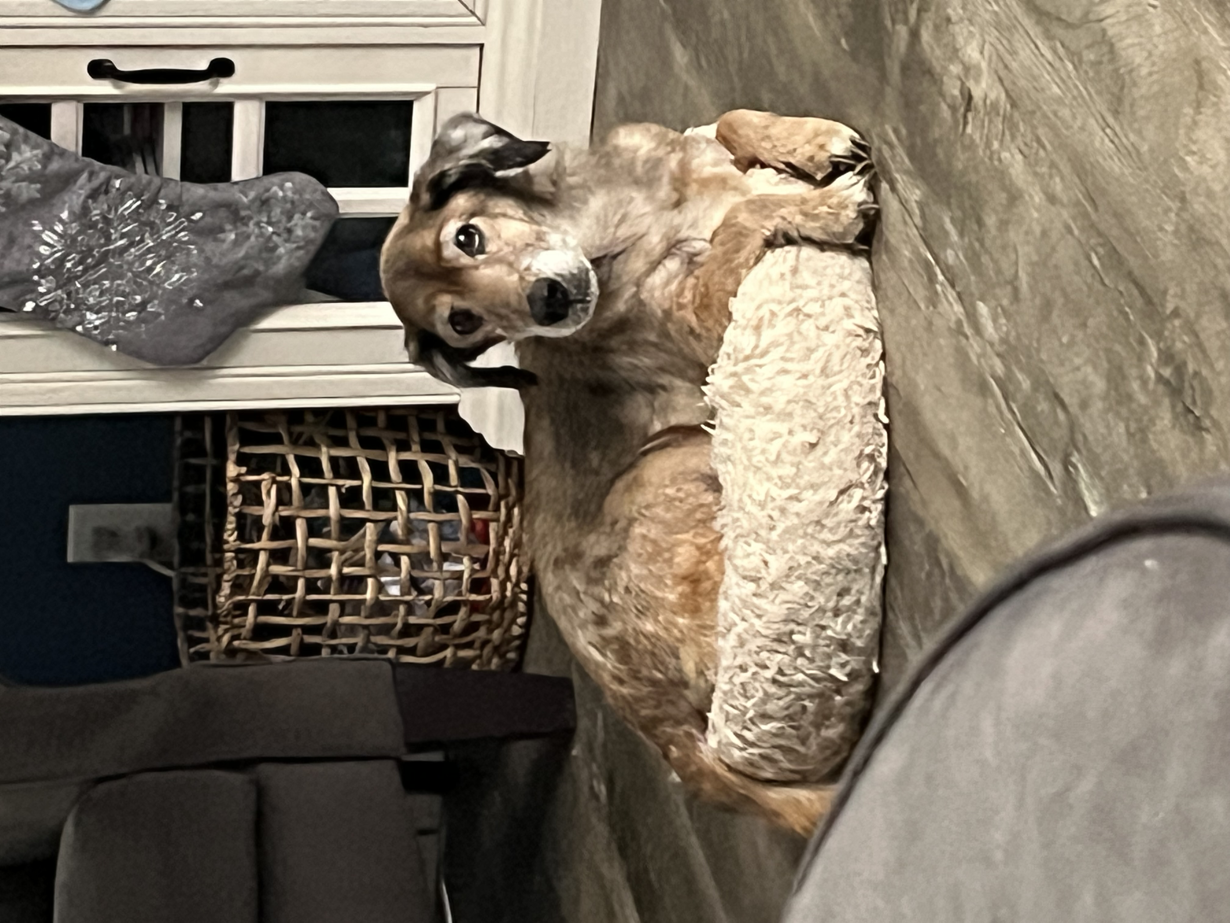 Maci