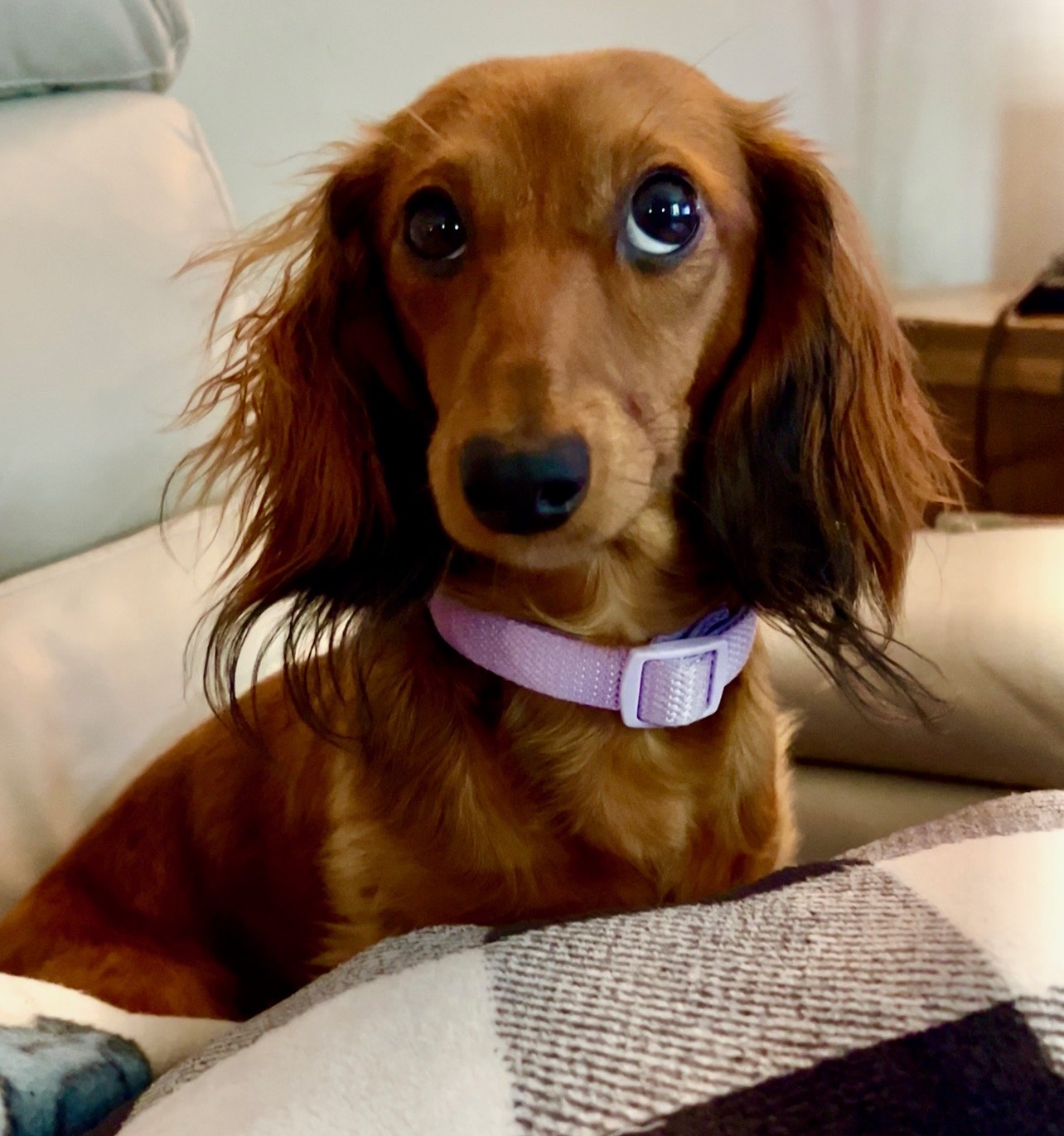 Maisy