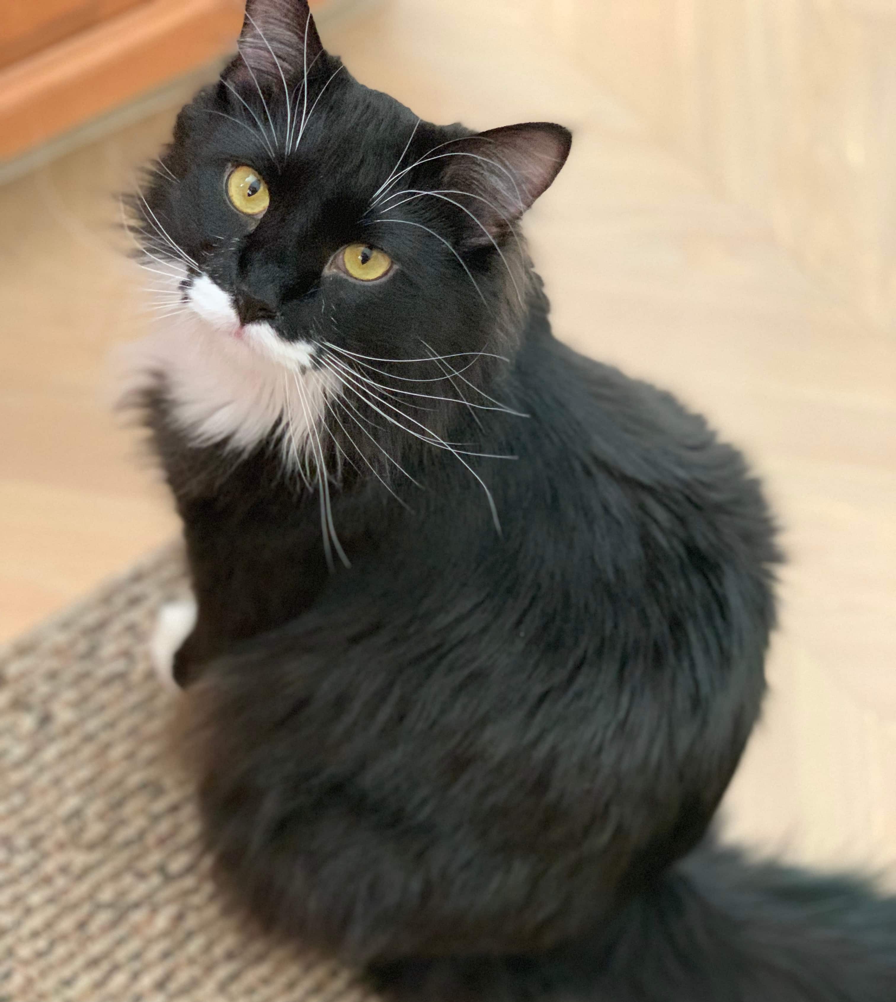 Mookie