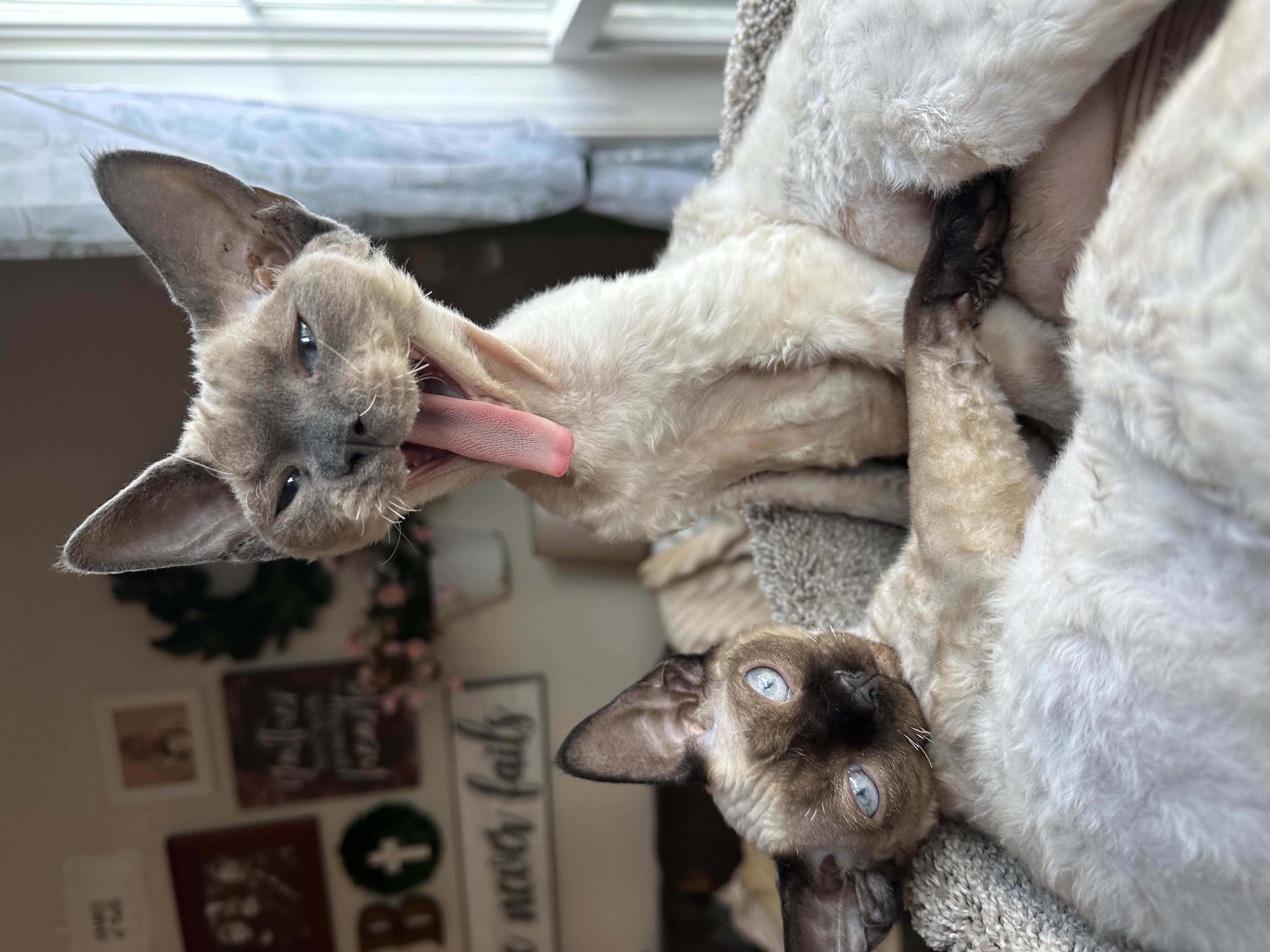 Noah & Oliver