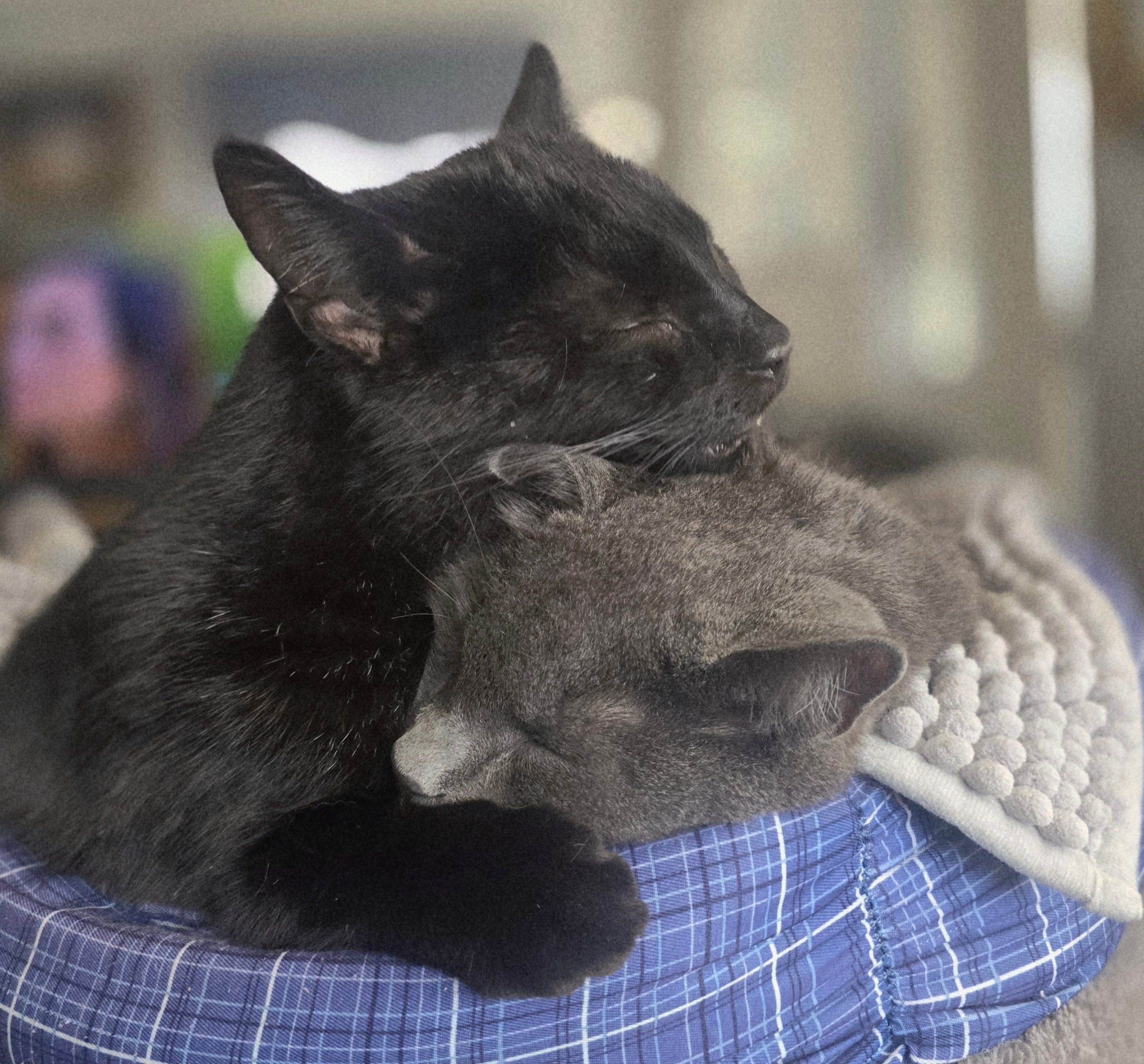 Onyx & Grayson 1