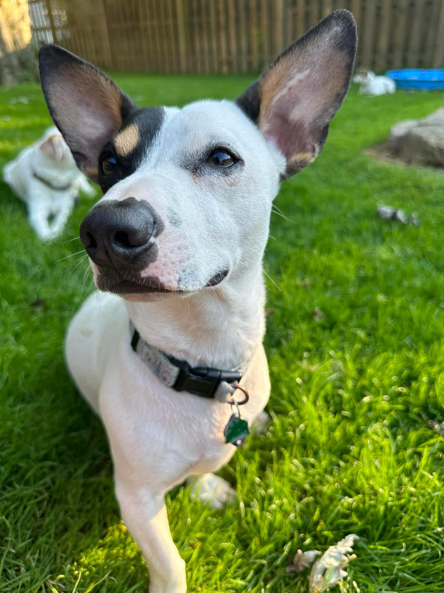 Reggie