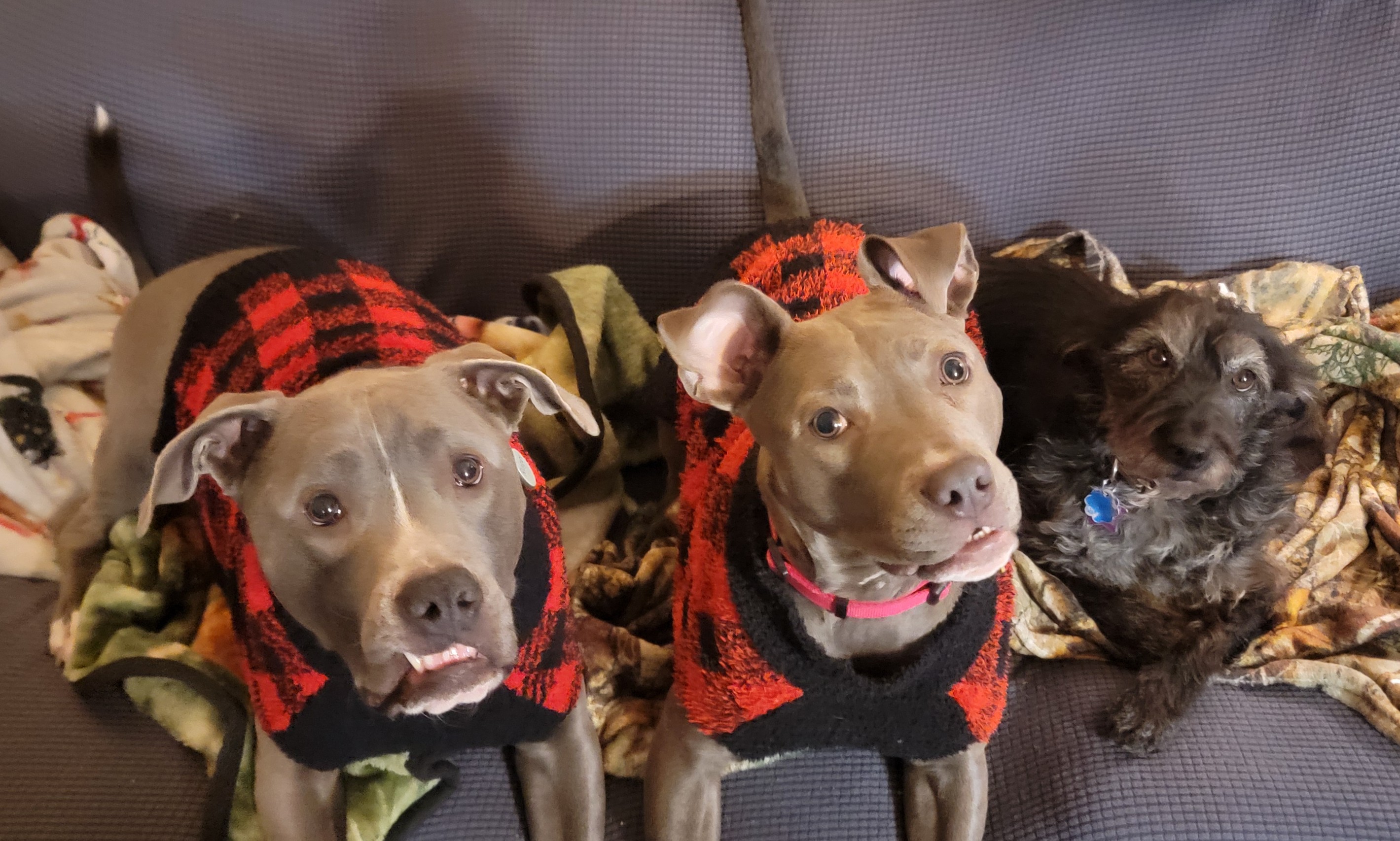 Ruger, Violet and Iris