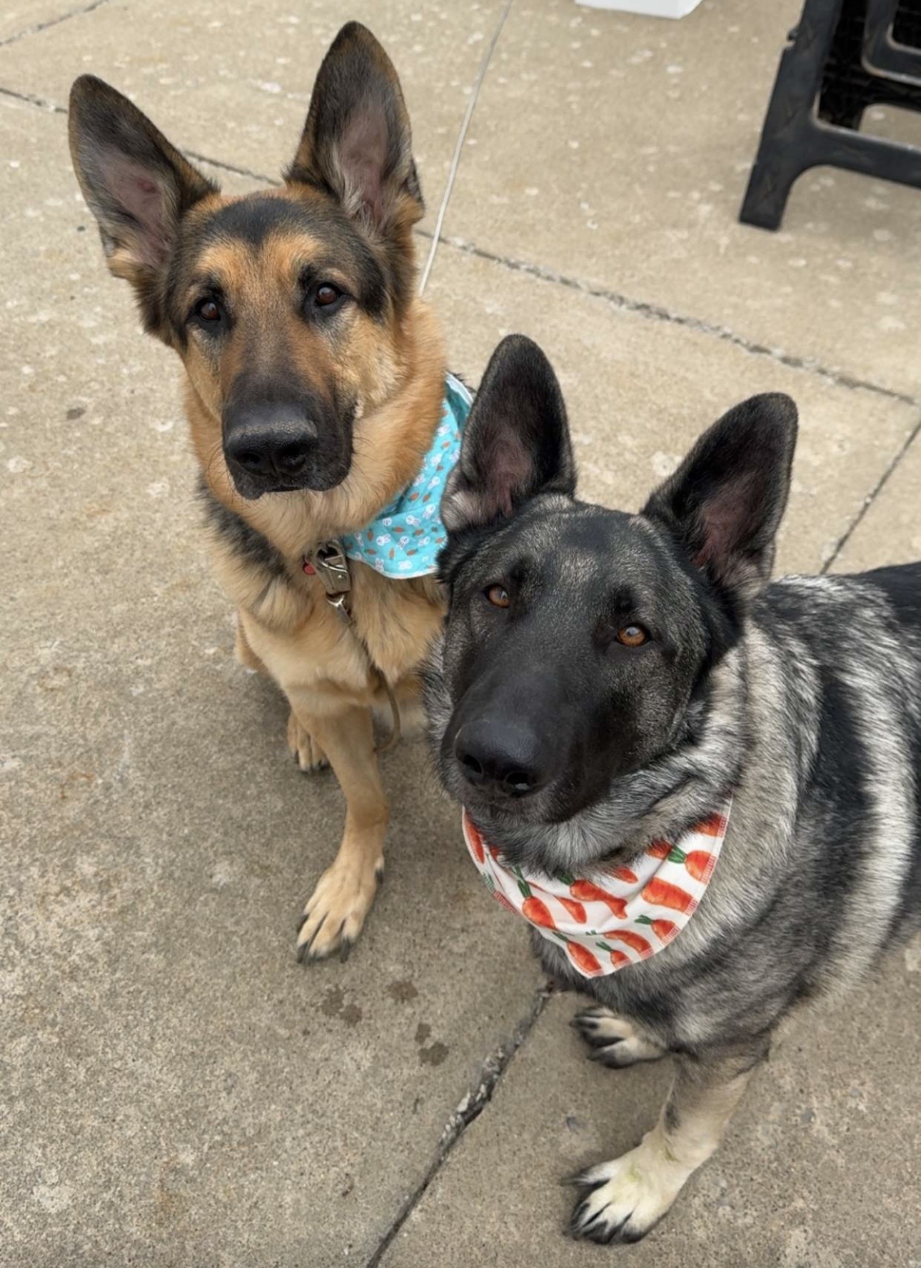 Ryder & Rip