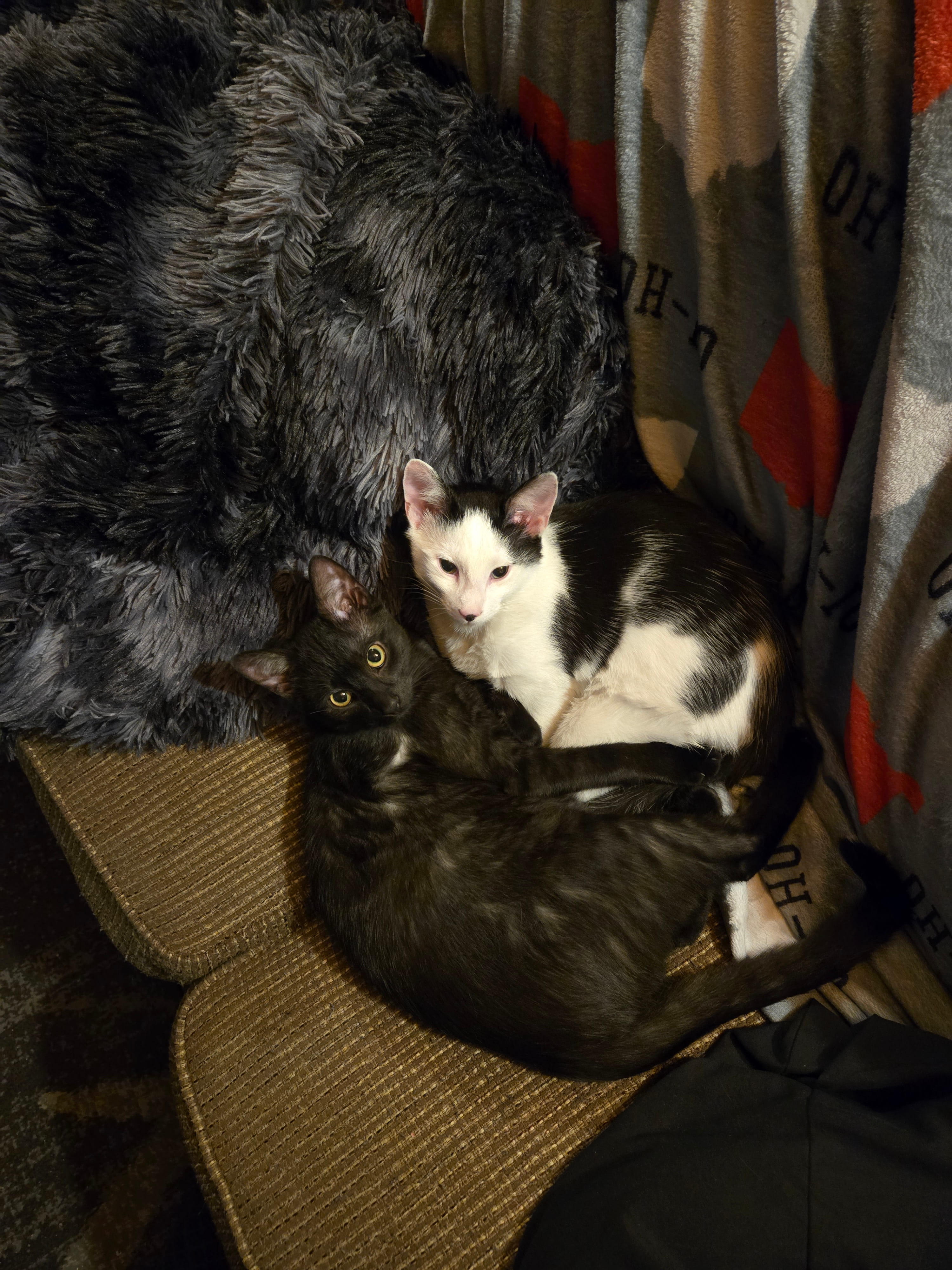 Sammy & Salem